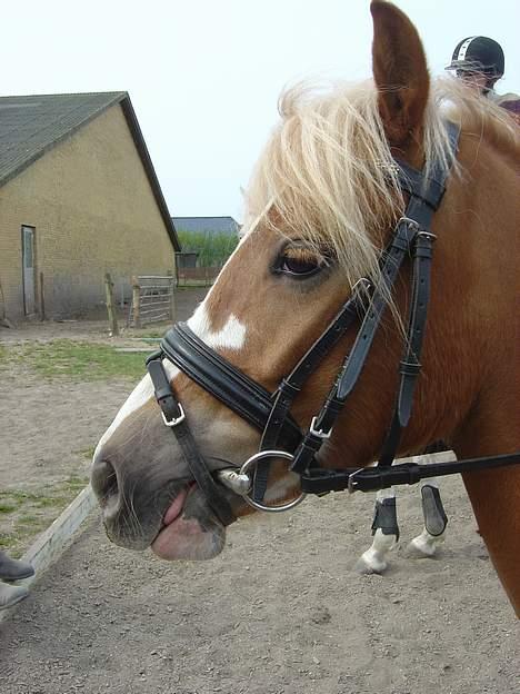 Welsh Pony (sec B) Wandus Lady - put pigen rækker tunge  billede 12