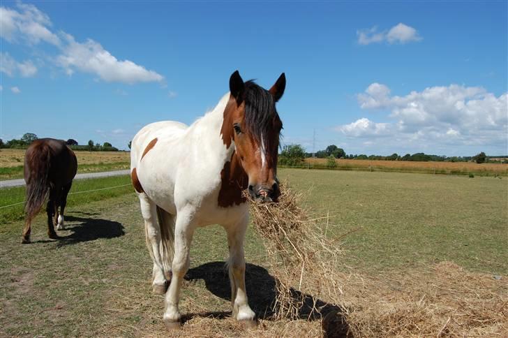 Anden særlig race Dakota - "Jeg multitasker, ikke et af mine stærke punkter" :D Fotograf: C´M - Kamera: Nikon D40 billede 19