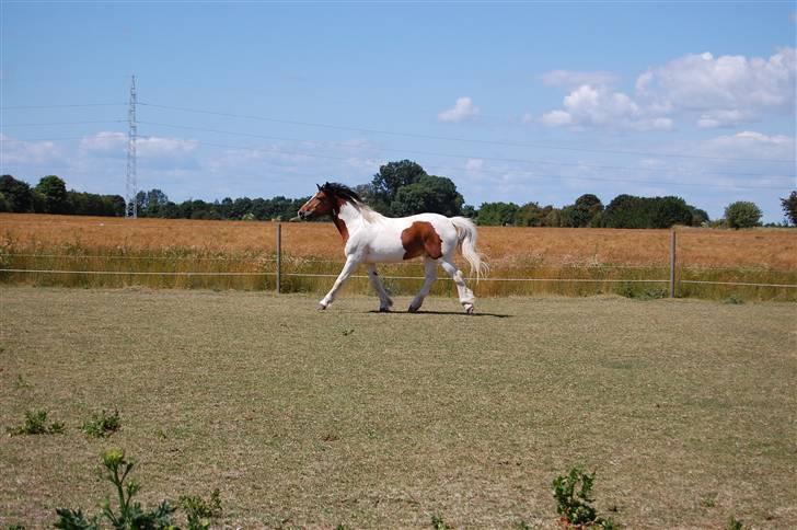 Anden særlig race Dakota - Du kan jo godt fløtte fusserne, når det kommer over dig (:  Fotograf: C´M - Kamera: Nikon D40 billede 20