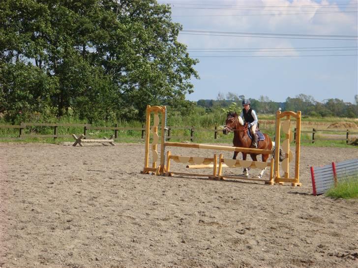 Anden særlig race Cool Spot*SOLGT* - Lyver ikke den kan flyve. Lige over et spring omkring 1 meter  billede 17