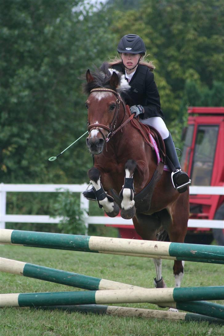 Anden særlig race Cool Spot*SOLGT* - smukt  billede 20