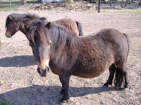 Anden særlig race Sisi ** død **  29/11 08 - Sisi og hendes tidligere foldveninde, Bell billede 16
