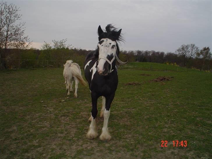 Tinker agerhøjs van chivas regal - smuksaken.. andet kan man da ikk sige.. billede 2