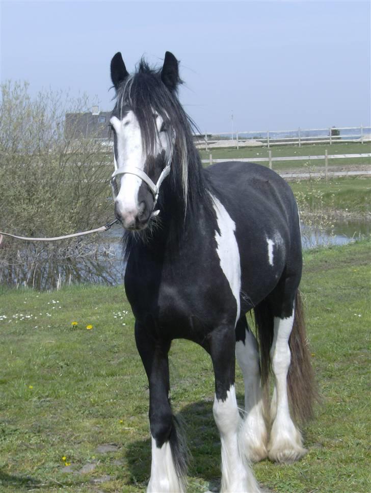 Tinker agerhøjs van chivas regal - billedet taget hos tdligere ejer annette. billede 4