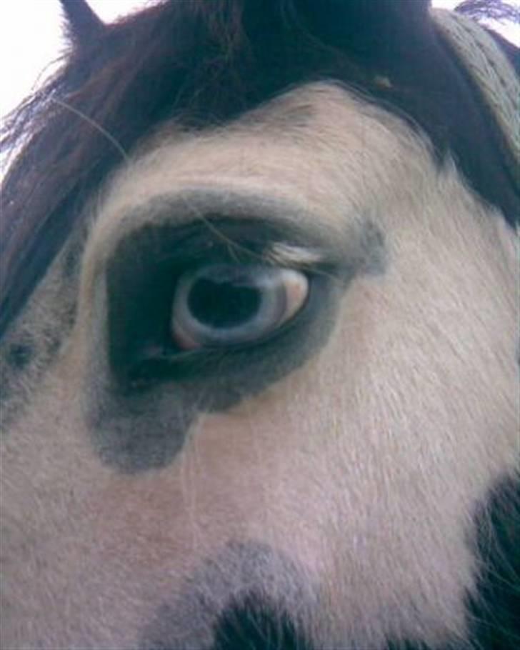 Tinker agerhøjs van chivas regal billede 7