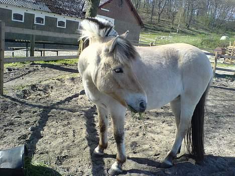 Fjordhest bonni billede 6
