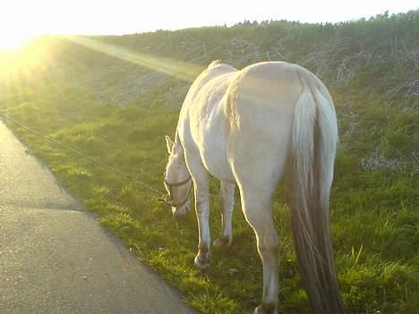 Fjordhest bonni billede 7