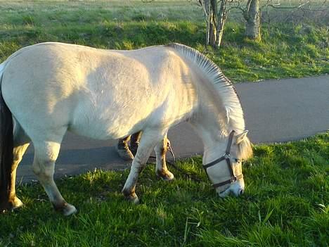 Fjordhest bonni billede 8