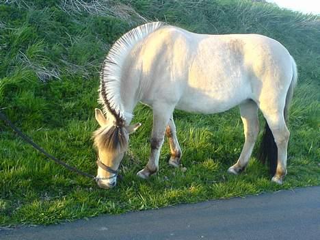 Fjordhest bonni billede 9