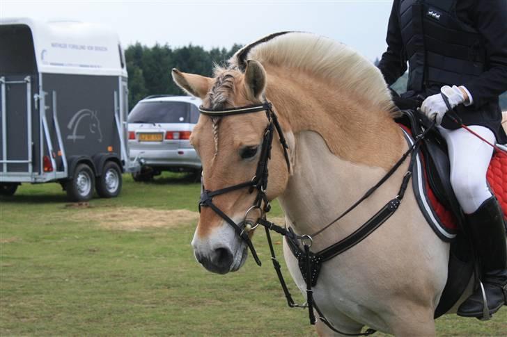 Fjordhest  Pia Bakkely (Pip <3) - Efter LB, smukke pony! billede 1