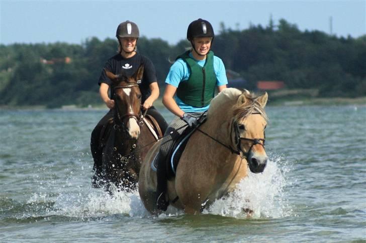 Fjordhest  Pia Bakkely (Pip <3) - Stranden med Pip, Trine og Xenia<3 billede 4