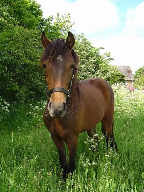 New Forest Nikka - Nikka som 2-års på sommergræs billede 1