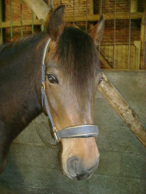 New Forest Nikka - Under tilridning :)  billede 2