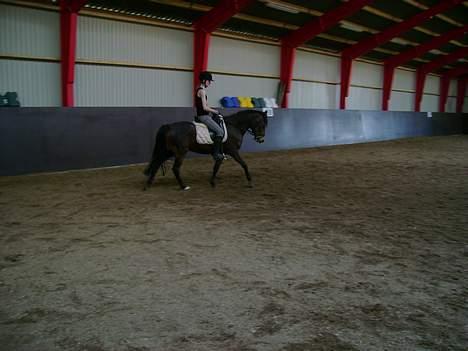 New Forest Nikka - Tilridning 2006 billede 3