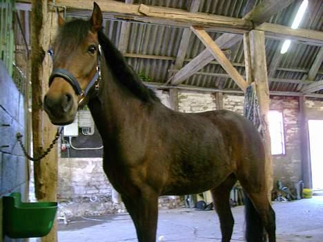 New Forest Nikka billede 4