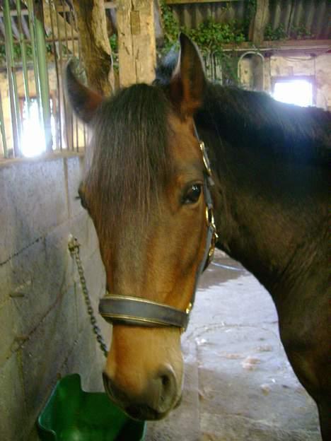 New Forest Nikka billede 5