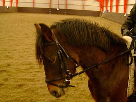 New Forest Nikka billede 6