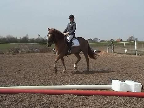 Anden særlig race  * Simon *   (Solgt) :'(  billede 12