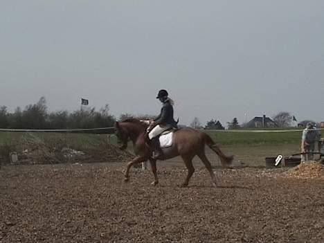 Anden særlig race  * Simon *   (Solgt) :'(  billede 13