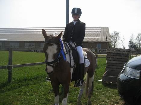 Pinto Bacardi billede 11