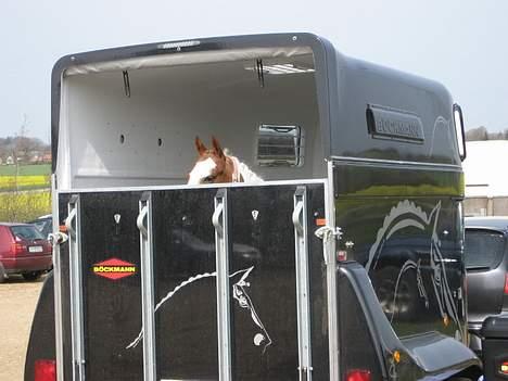 Pinto Bacardi - uhh.. hva sker der .. kigger lige ;) billede 13