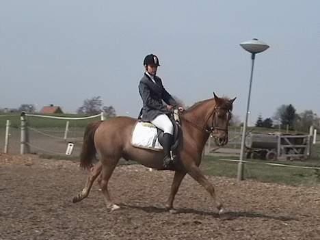 Anden særlig race  * Simon *   (Solgt) :'(  billede 14