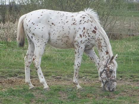 Anden særlig race lille gubban - nu er der endelig kommet lidt græs på folden billede 5