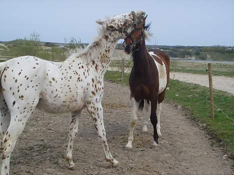 Anden særlig race lille gubban - grimeleg fortsat billede 6