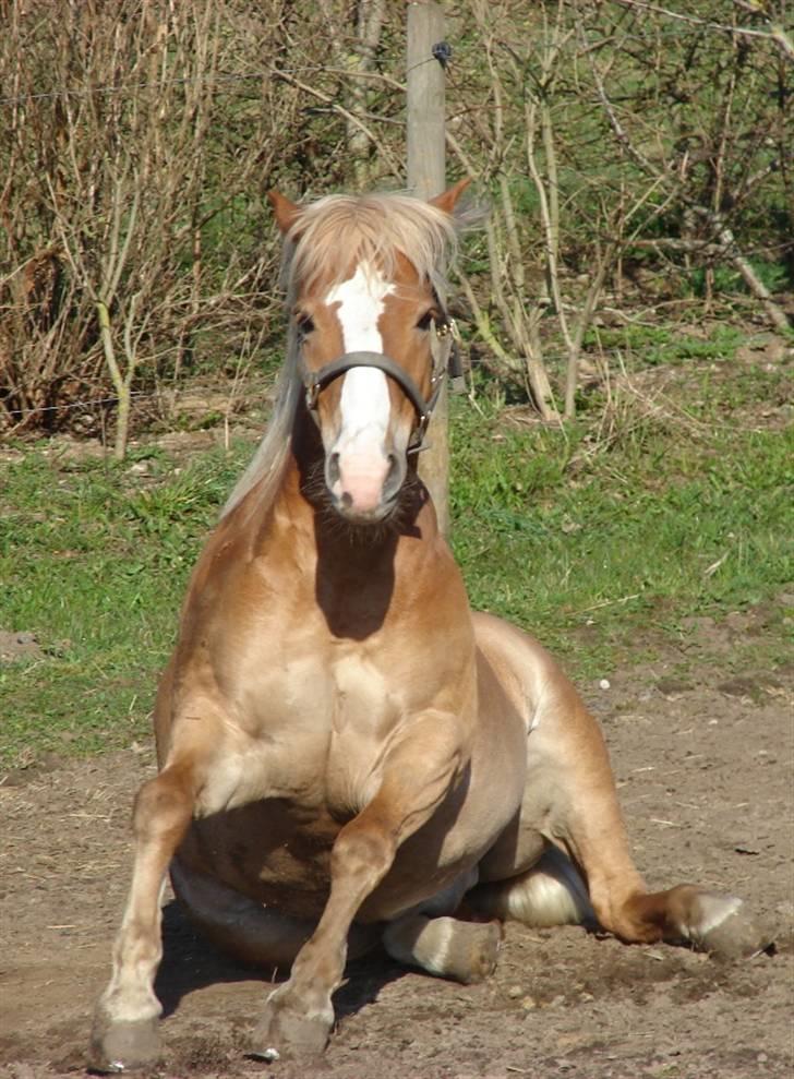 Haflinger            Amadeus - Deus rejser sig :) har selv taget billedet. i april måned 2007. billede 19