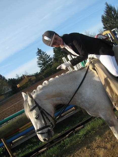 Hollandsk Sportspony Shirley Valentine McLaine billede 16