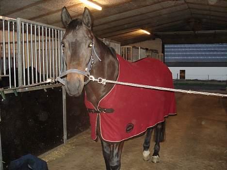 Anden særlig race Little Man Tate - Tate i stalden (gammelt opstaldningssted) med sit fiine røde tæppe.... billede 14