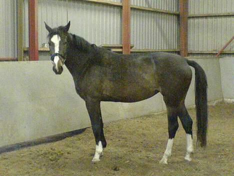 Anden særlig race Faighters Fa-Z - Er jeg ikke fin? min mor har lige striglet mig og jeg har fået lov til at løbe rundt i ridehuset.. billede 1