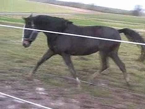 Anden særlig race Faighters Fa-Z - SE PÅ MIG!! Her er det første gang jeg ser Fa-Z billede 2