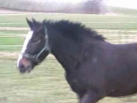 Anden særlig race Faighters Fa-Z - Ja, sådan så hun ud hos avler. Hende MÅTTE jeg have med hjem! billede 3