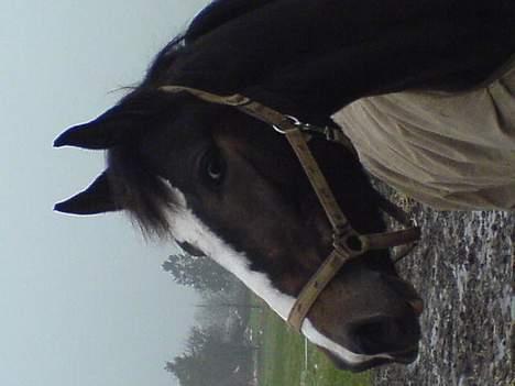 Anden særlig race Faighters Fa-Z - Jeg har lige hørt en anden hest kalde.... billede 4