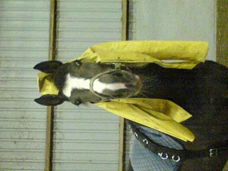 Anden særlig race Faighters Fa-Z - HVAD?? Vi leger da bare!! Og det er rigtig sjovt! billede 5