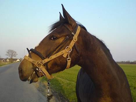 Anden særlig race Faighters Fa-Z - Ja, nu skal jeg så have sådan en tingest i munden....bvadr billede 6