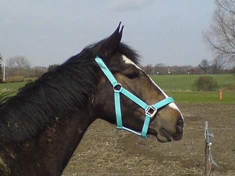 Anden særlig race Faighters Fa-Z - Jeg har fået ny grime, er jeg ikke fin?? billede 7