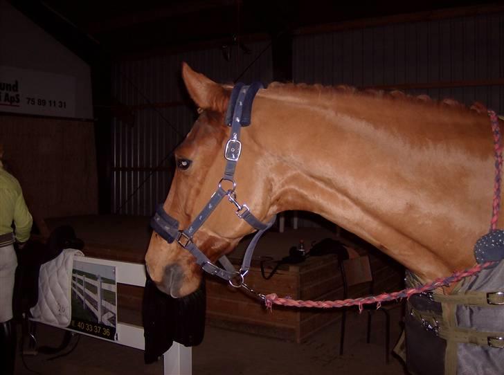 Dansk Varmblod Elmegårdens Le Carre - Hjem fra Hedensted. billede 16