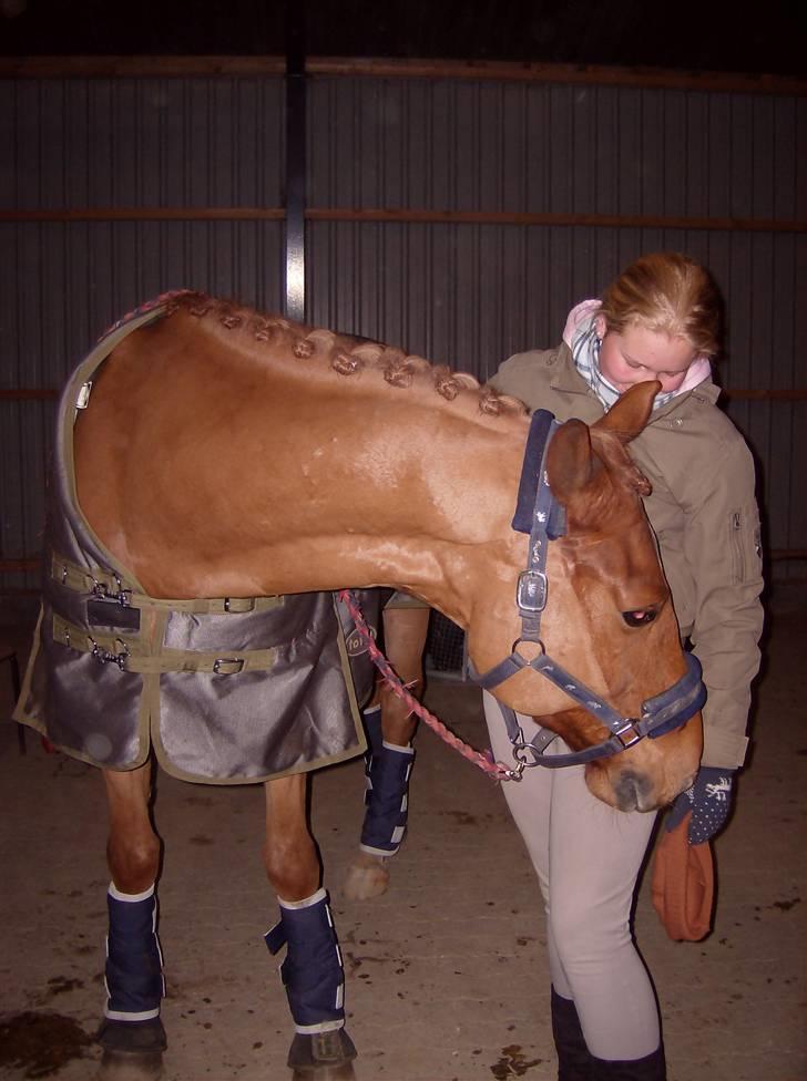 Dansk Varmblod Elmegårdens Le Carre - På vej til at skulle køre hjem fra stævne i Hedensted. Camilla som holder dyret hehe billede 17