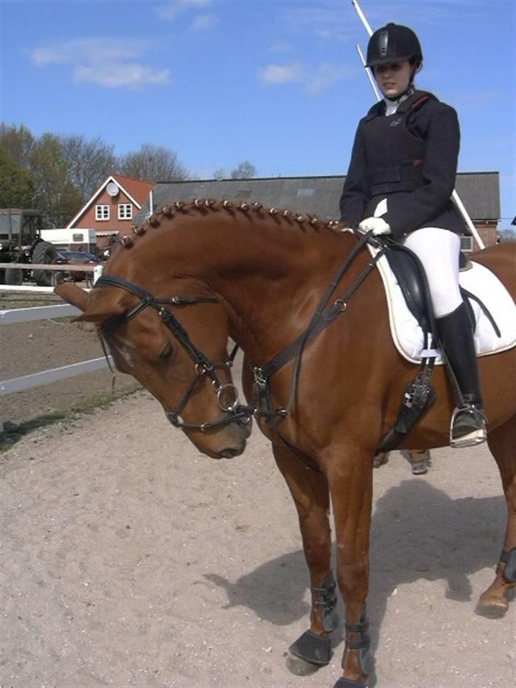 Dansk Varmblod Elmegårdens Le Carre - Uden mine briller og derfor næsten blind. Så ser måske en smule underlig ud i mit face billede 19