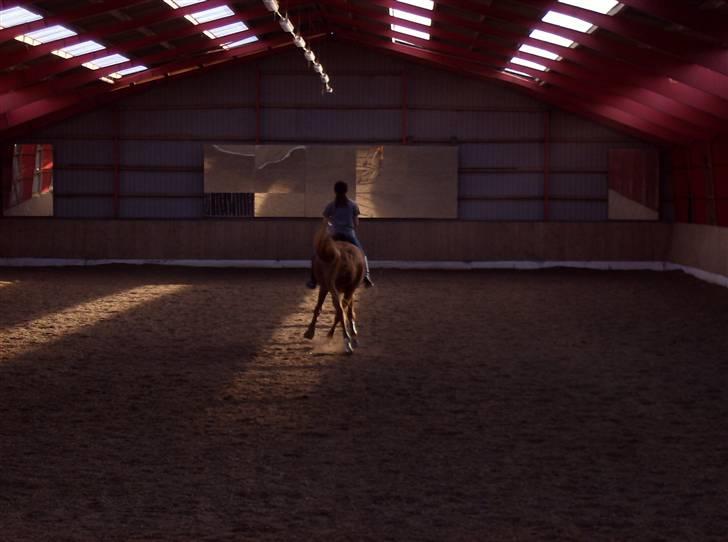 Dansk Varmblod Elmegårdens Le Carre - Når enden er god. Tak for kigge og kom snart igen. ;) billede 20