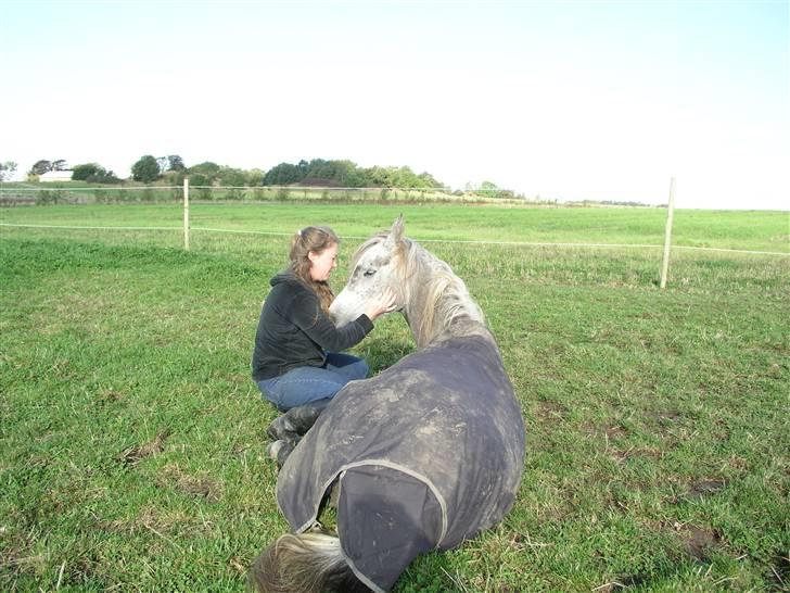 Arabisk fuldblod (OX) Fangio - endelig...så tryg ved mennesker at han bliver liggende... billede 20