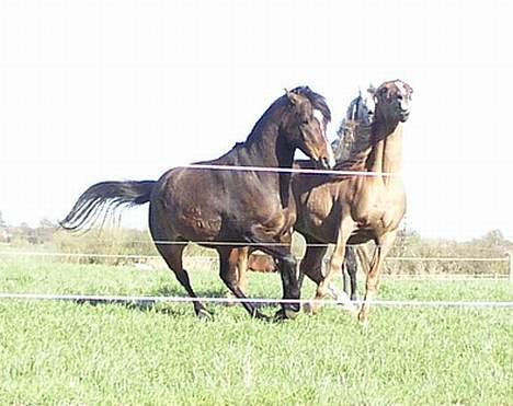 Arabisk fuldblod (OX) Ferrari - Ballade på folden. Ferrari efter ny araber Eroz billede 10