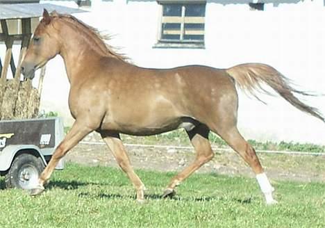 Arabisk fuldblod (OX) Ferrari - Ferrari leger i folden billede 12