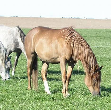 Arabisk fuldblod (OX) Ferrari billede 17