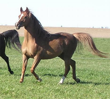 Arabisk fuldblod (OX) Ferrari - han er bare så smuk "fars lille Ferrari" billede 20