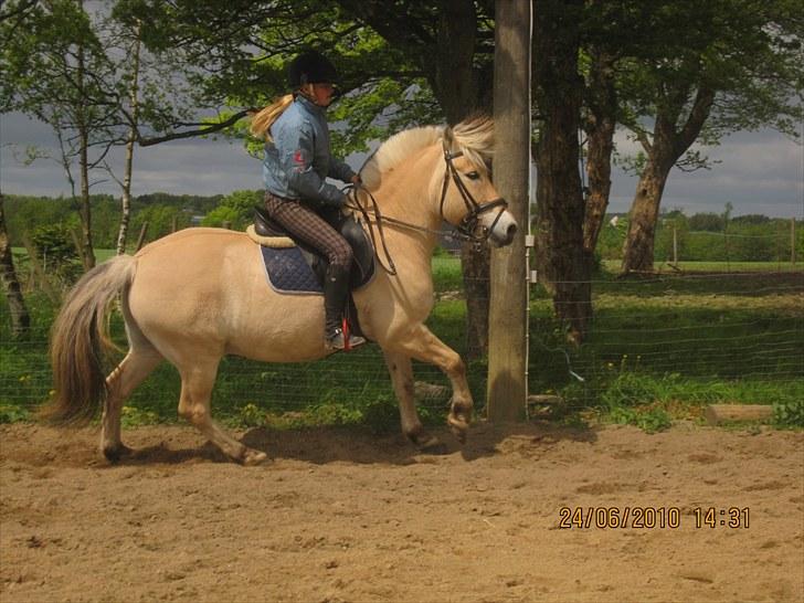 Fjordhest Simba - jeg rider lidt på simba i 2010 :D  billede 3