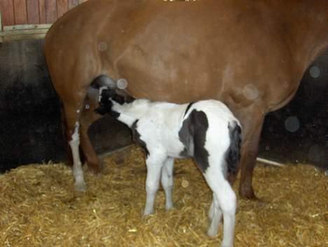 Irish Cob Arwen Irish Aloud - Mor og datter billede 8