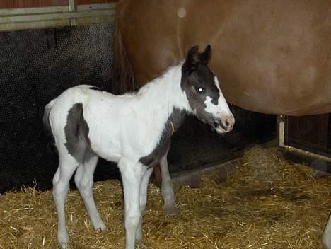 Irish Cob Arwen Irish Aloud - Og igen billede 9